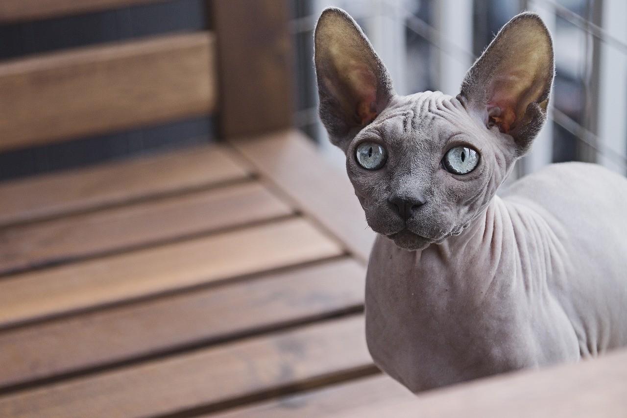 Sphynx Kedisi